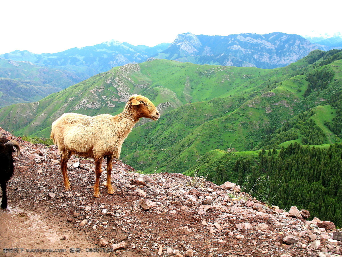 小绵羊 白石峰 群山披绿 连绵起伏 家禽家畜 生物世界