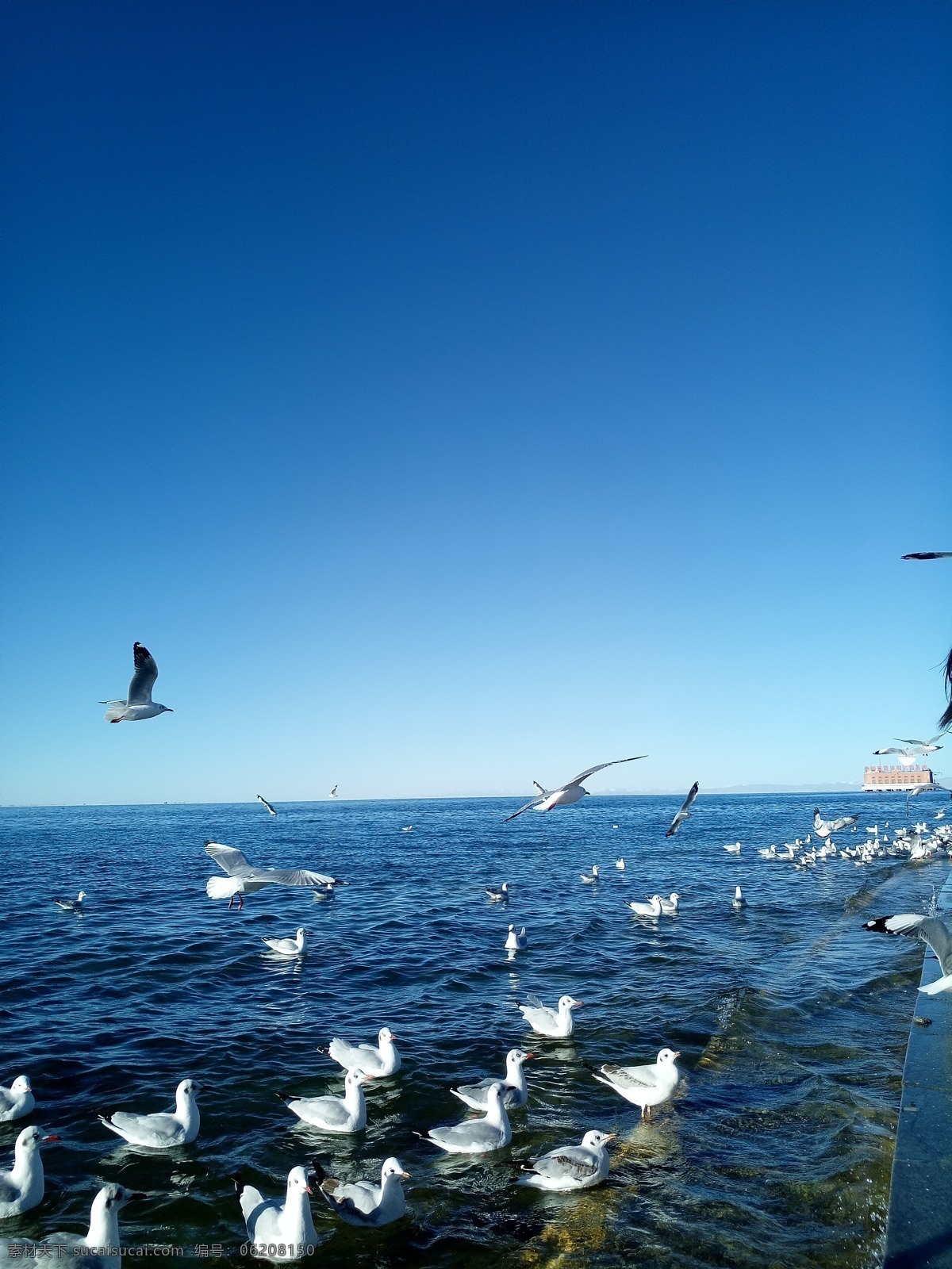 青海 蓝天 白云 碧水 大海 海水 海鸟 鸟 旅游摄影 自然风景