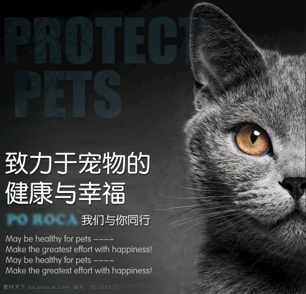 宠物海报 宠物 猫咪 海报 宣传海报 猫咪海报 公益海报