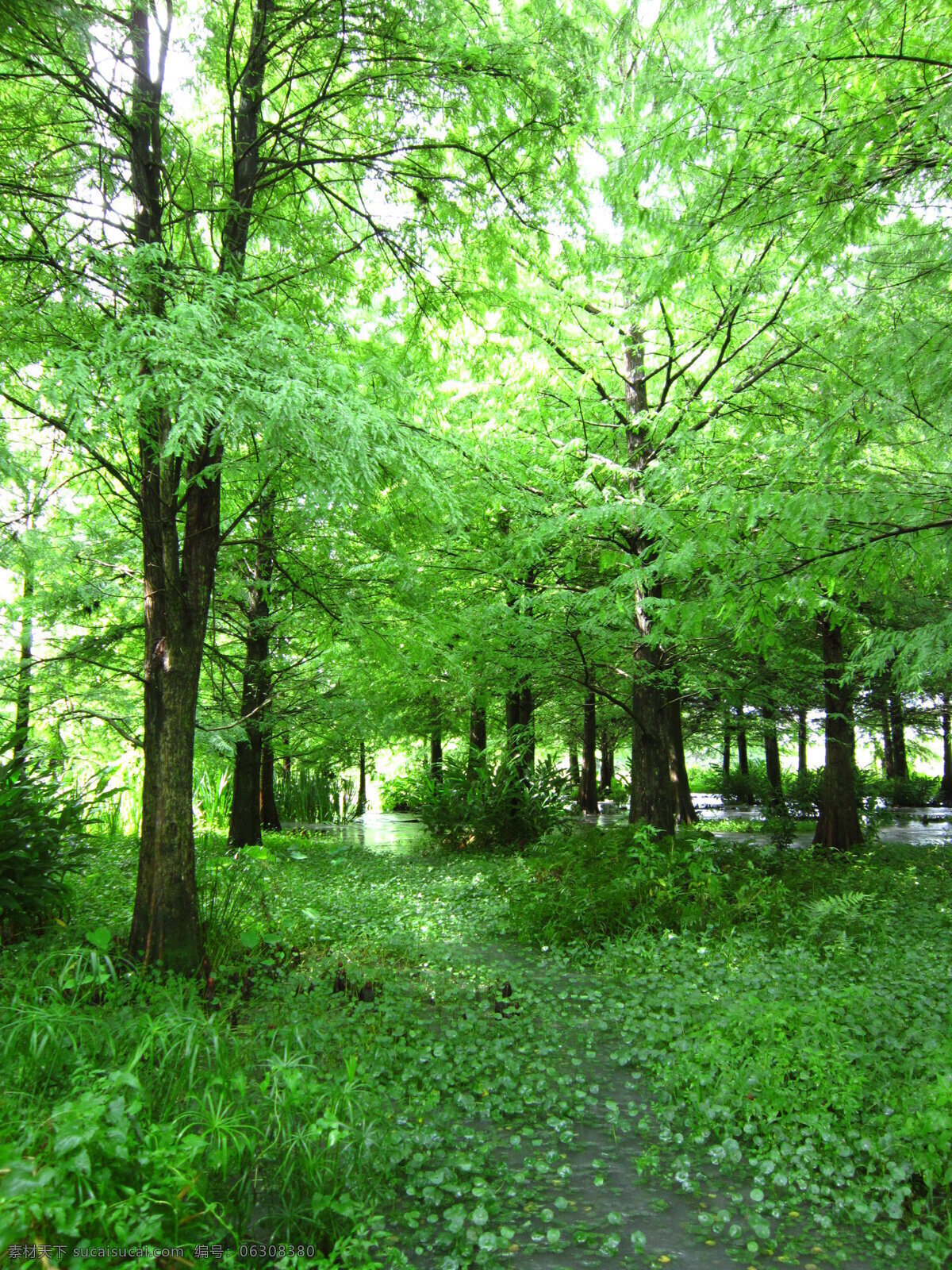 云山水落羽松 落羽松 绿树 自然美景 树 晴天 树木树叶 生物世界