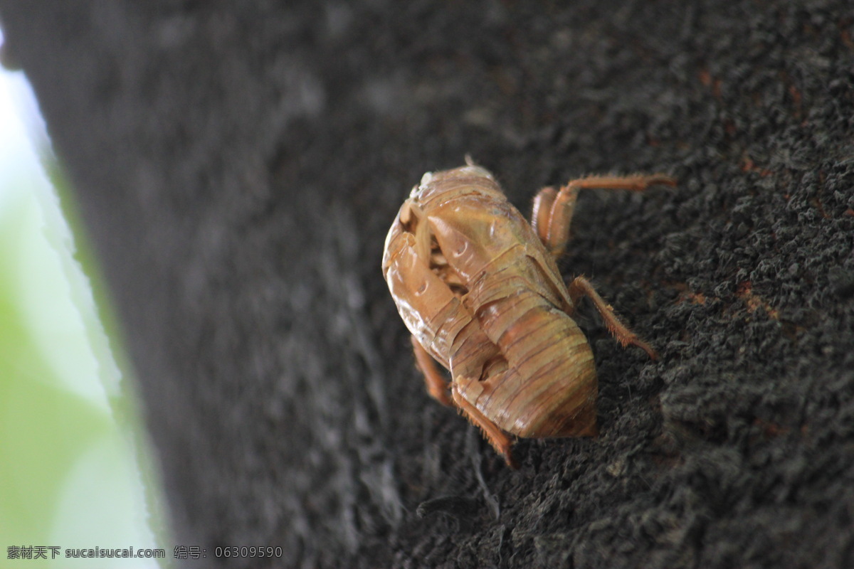 蝉 壳 昆虫 生物世界 蝉壳 金蝉脱壳 蜕壳 树上昆虫