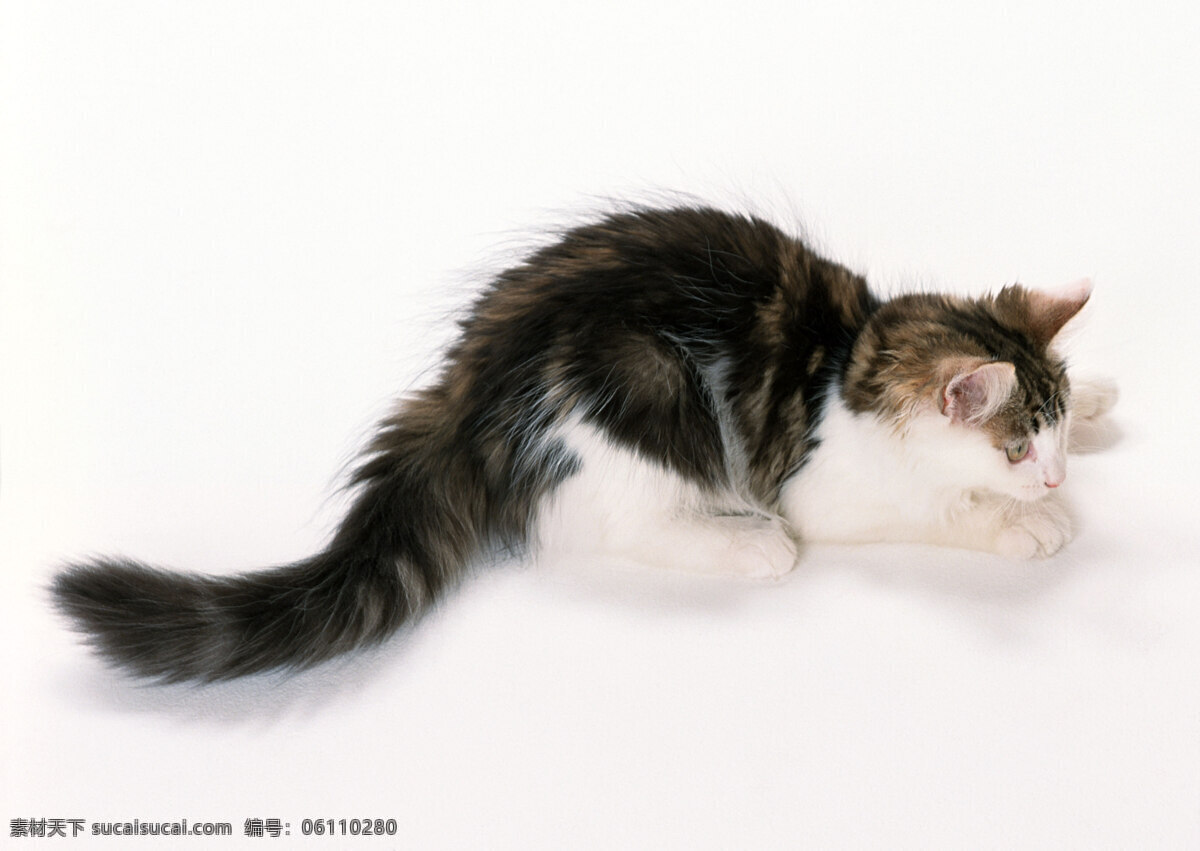 猫 高清 高清图片 高清图片素材 猫狗 猫狗宠物 猫猫 猫咪 生物世界