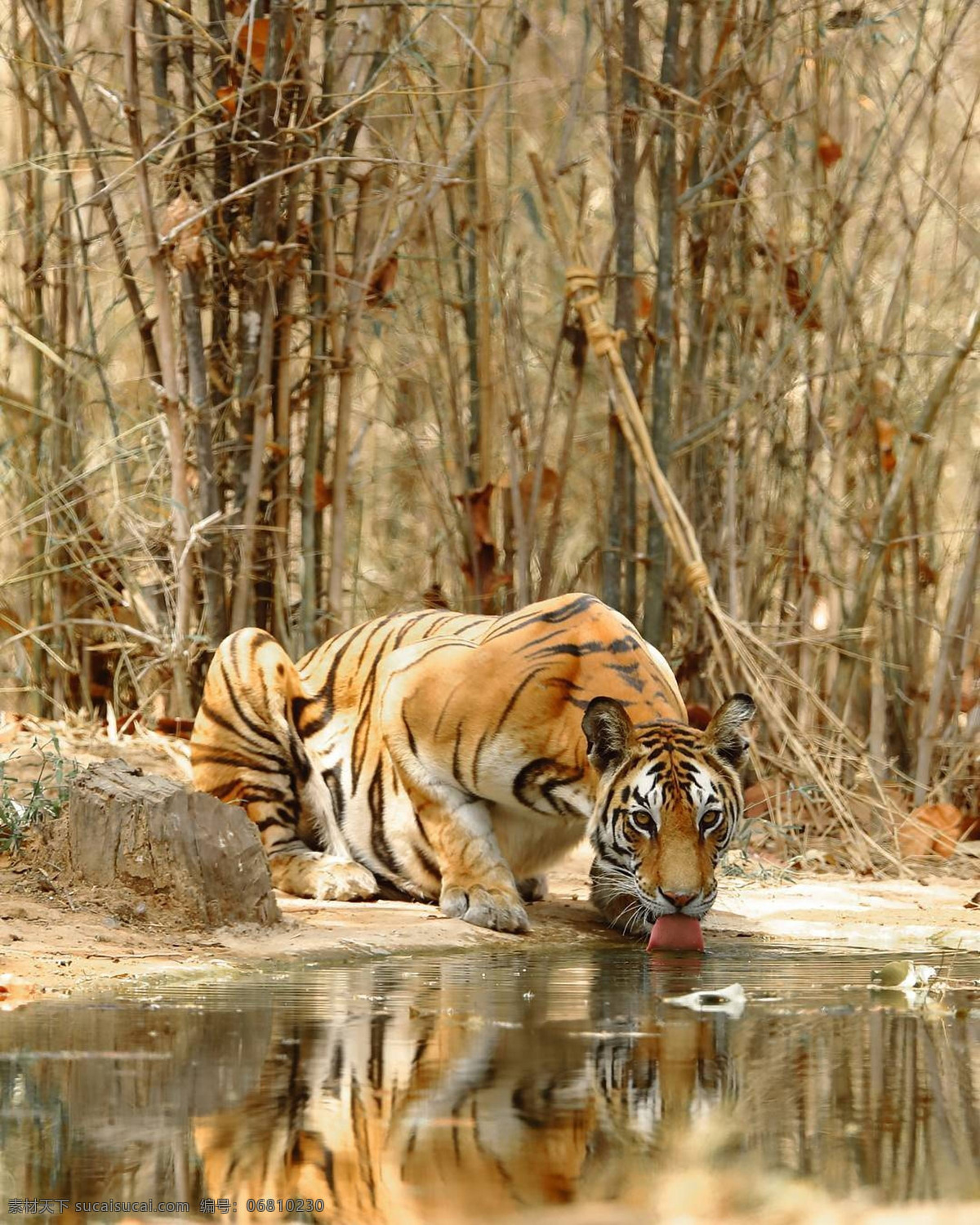 老虎图片 老虎 猛兽 东北虎 凶猛的老虎 动物园 动物世界 生物世界 野生动物
