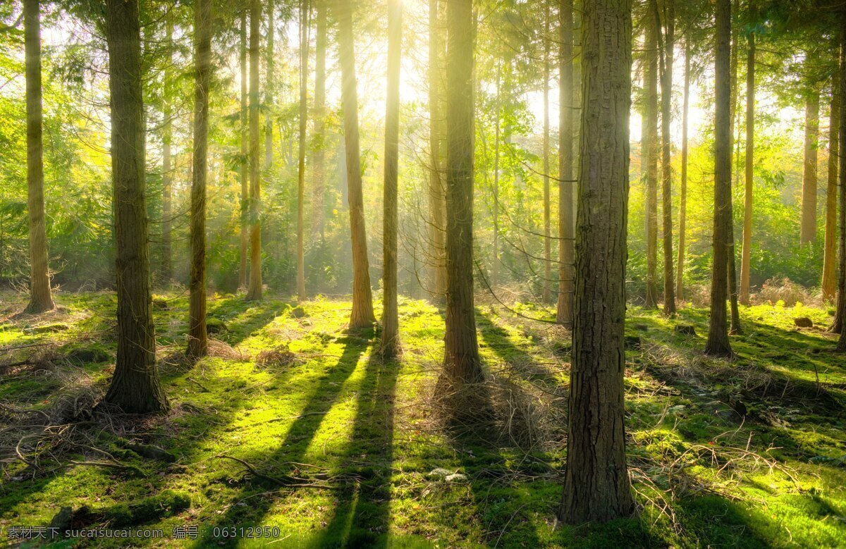 阳光森林 光 树 森林 阳光 光线 光线条 落日森林 林间 杉木 自然景观 自然风景