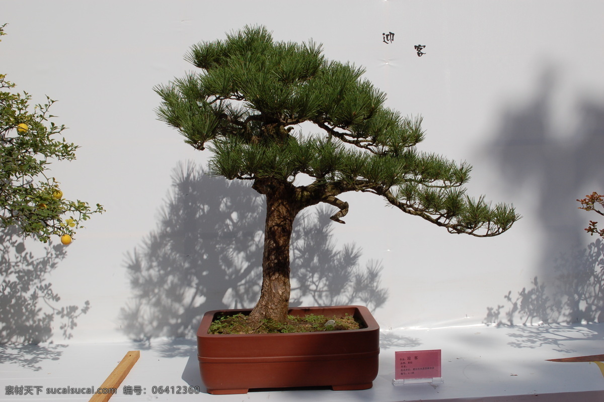 盆栽艺术 盆景 盆栽 植物 绿化 中国传统文化 艺术 文化 室内风景 风景 树木树叶 生物世界