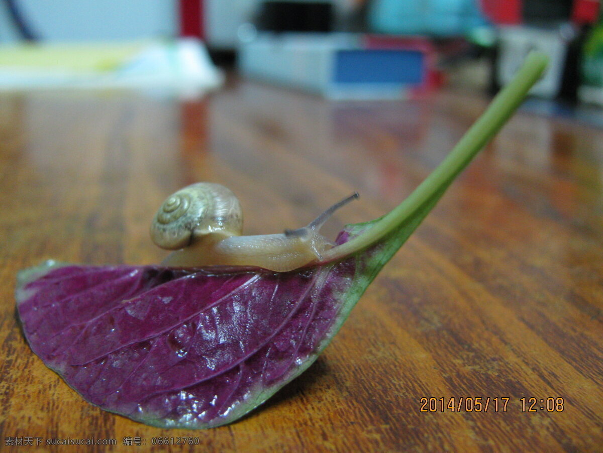 雨后小蜗牛