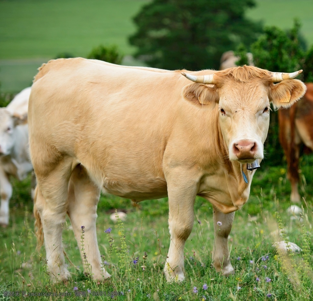 牧场 牛 动物 生物 大奶牛 黄牛 草地 生物世界 其他生物