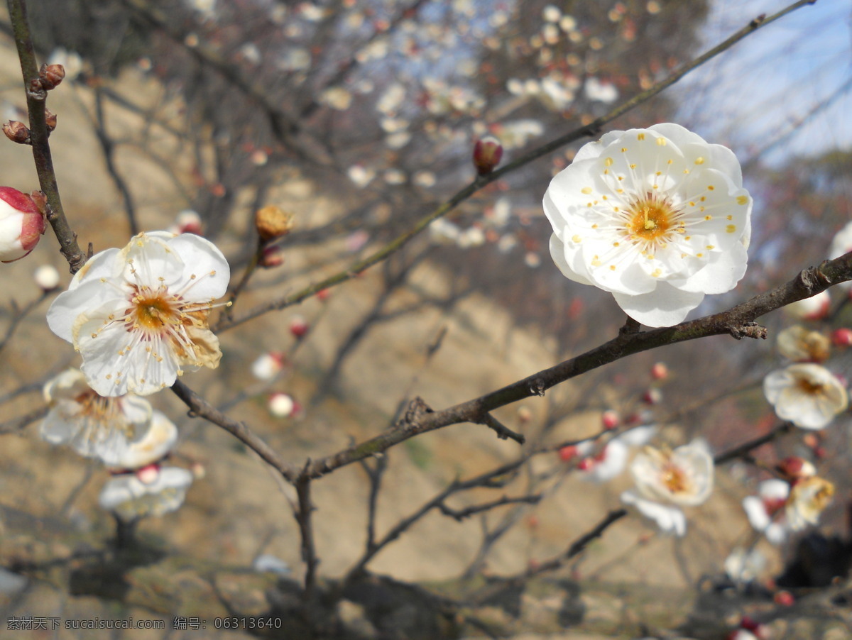 梅花香自苦寒来 梅花 梅花图片 梅兰竹菊 梅香 梅香四溢