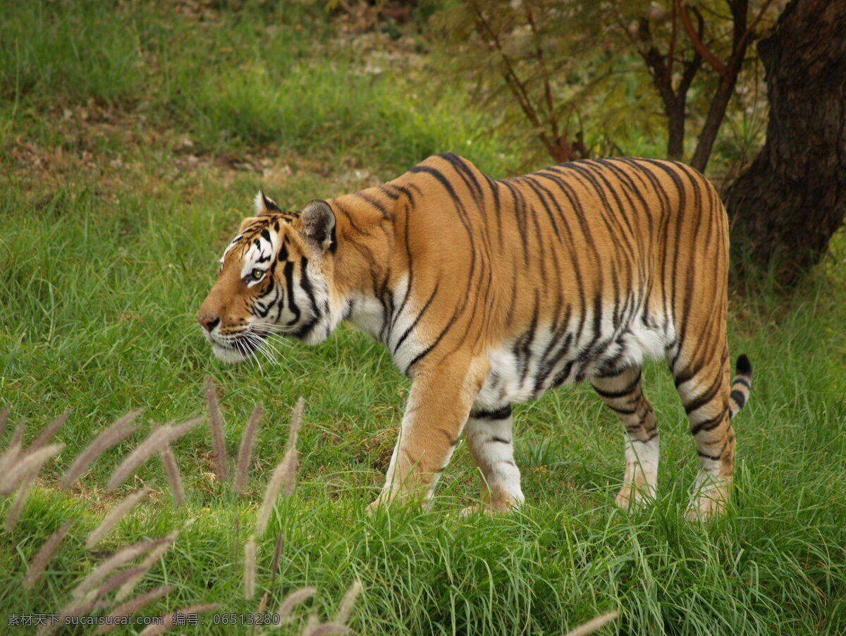 草地 上 老虎 猛虎 野生动物 动物世界 动物摄影 陆地动物 生物世界