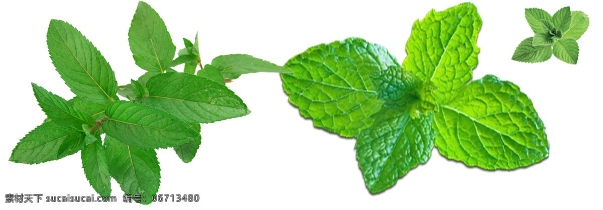 薄荷 免 扣 高清 素材图片 薄荷png 高清薄荷图片 文件 薄荷免扣素材 薄荷素材 各种 生物世界 花草