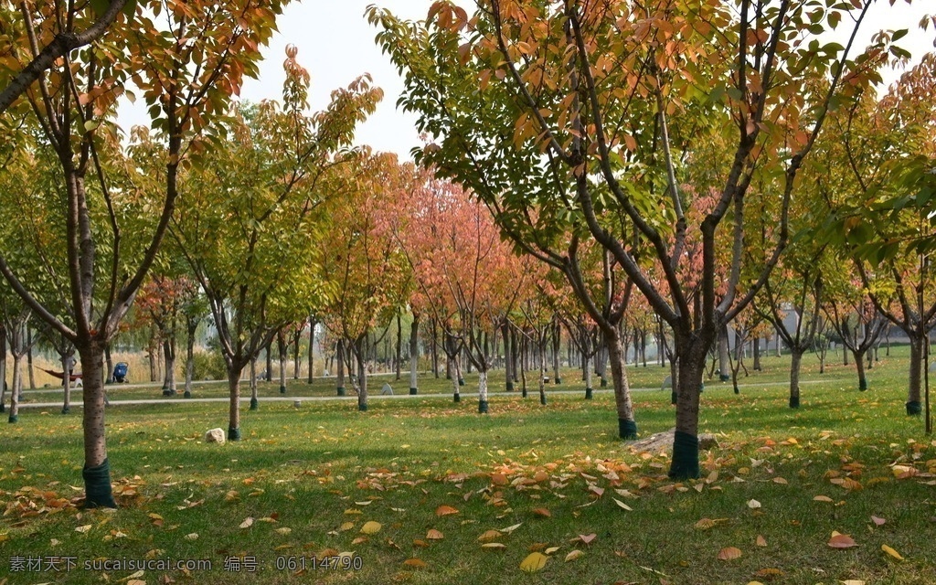 公园秋天 西安 西安世博园 园林 市政园林 秋天 公园 树木 草地 生物世界 树木树叶