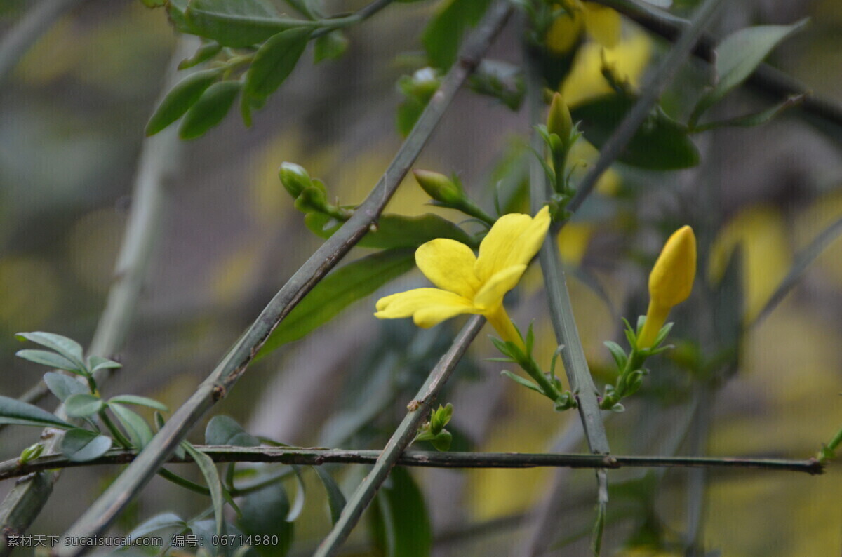 黄色花 迎春花 小花朵 小野花 植物 自然景观 自然风景