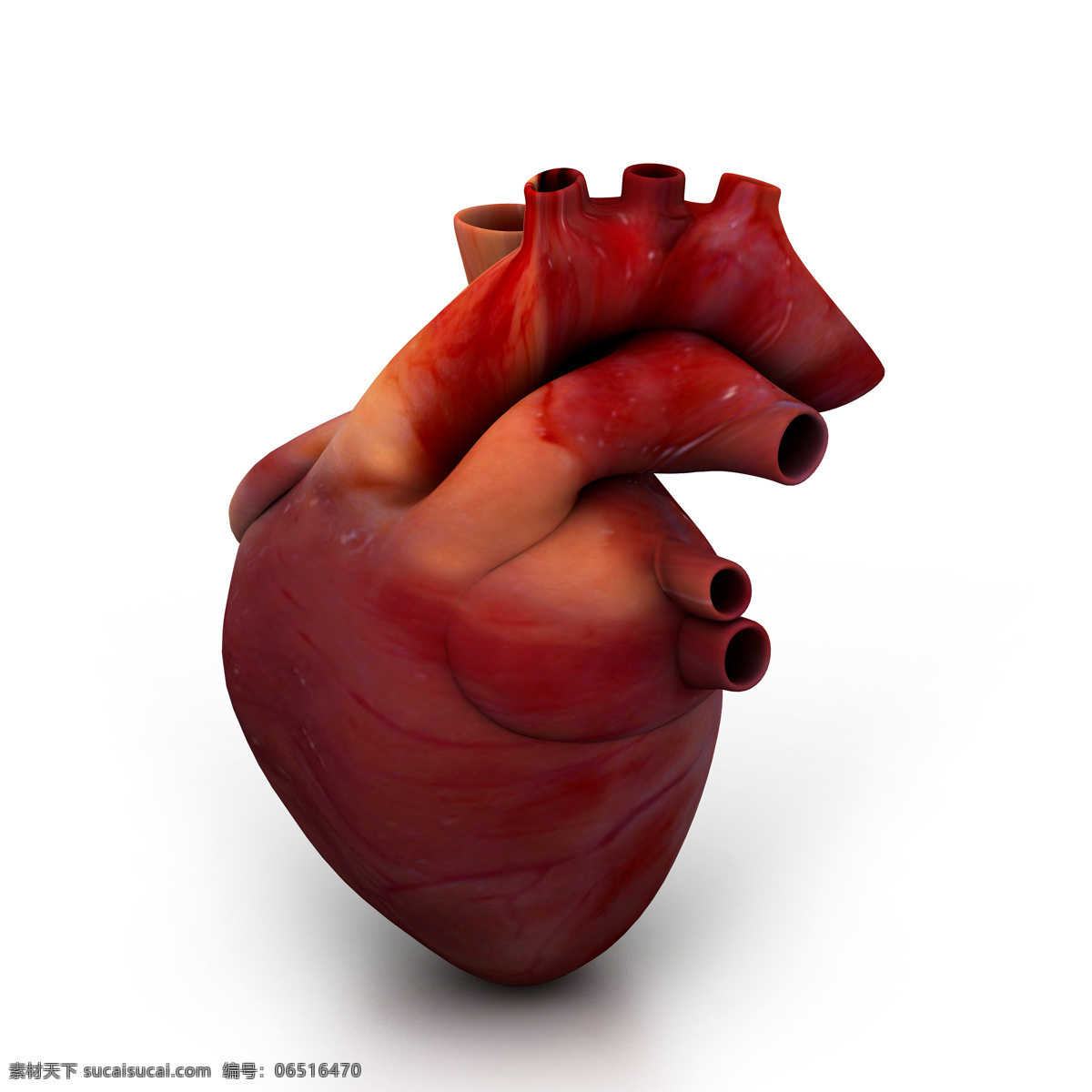 心脏 模型 心脏模型 内脏 人体器官 人体心脏 人体器官图 人物图片