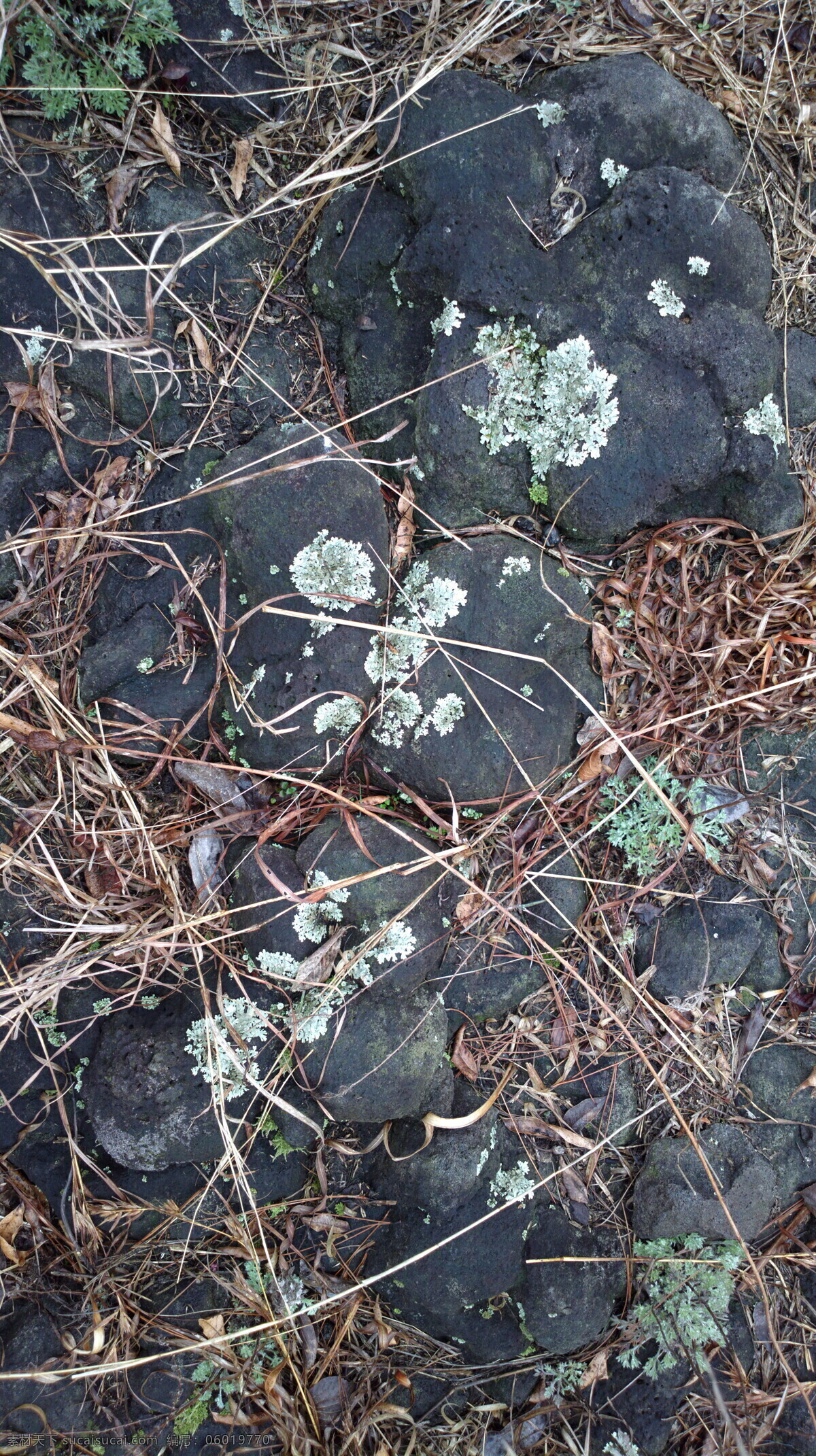 野外 苔藓 石头 落叶 冬季雨 自然景观 山水风景 灰色