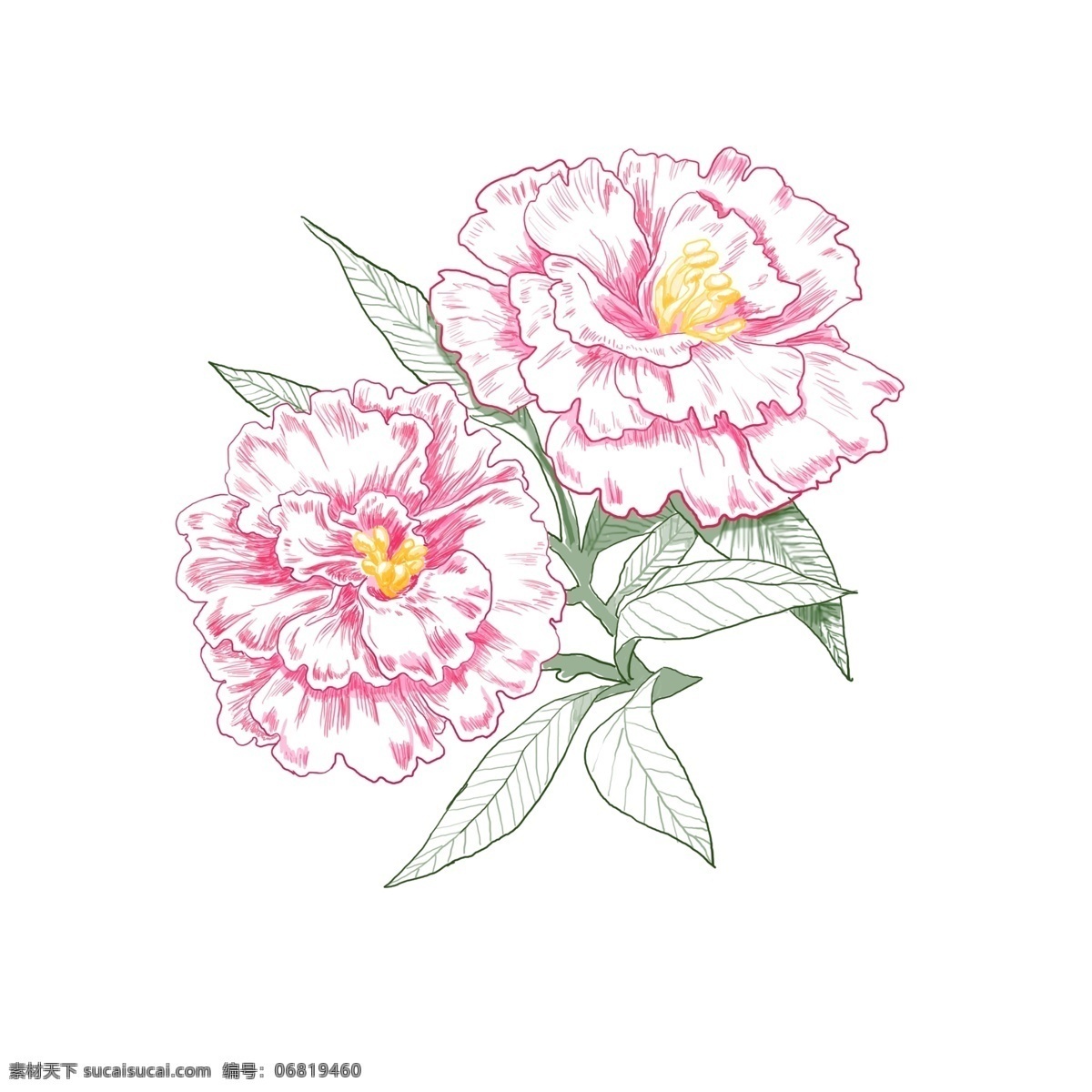 手绘 风 清新 母亲节 康乃馨 绘画 花卉 植物 花束