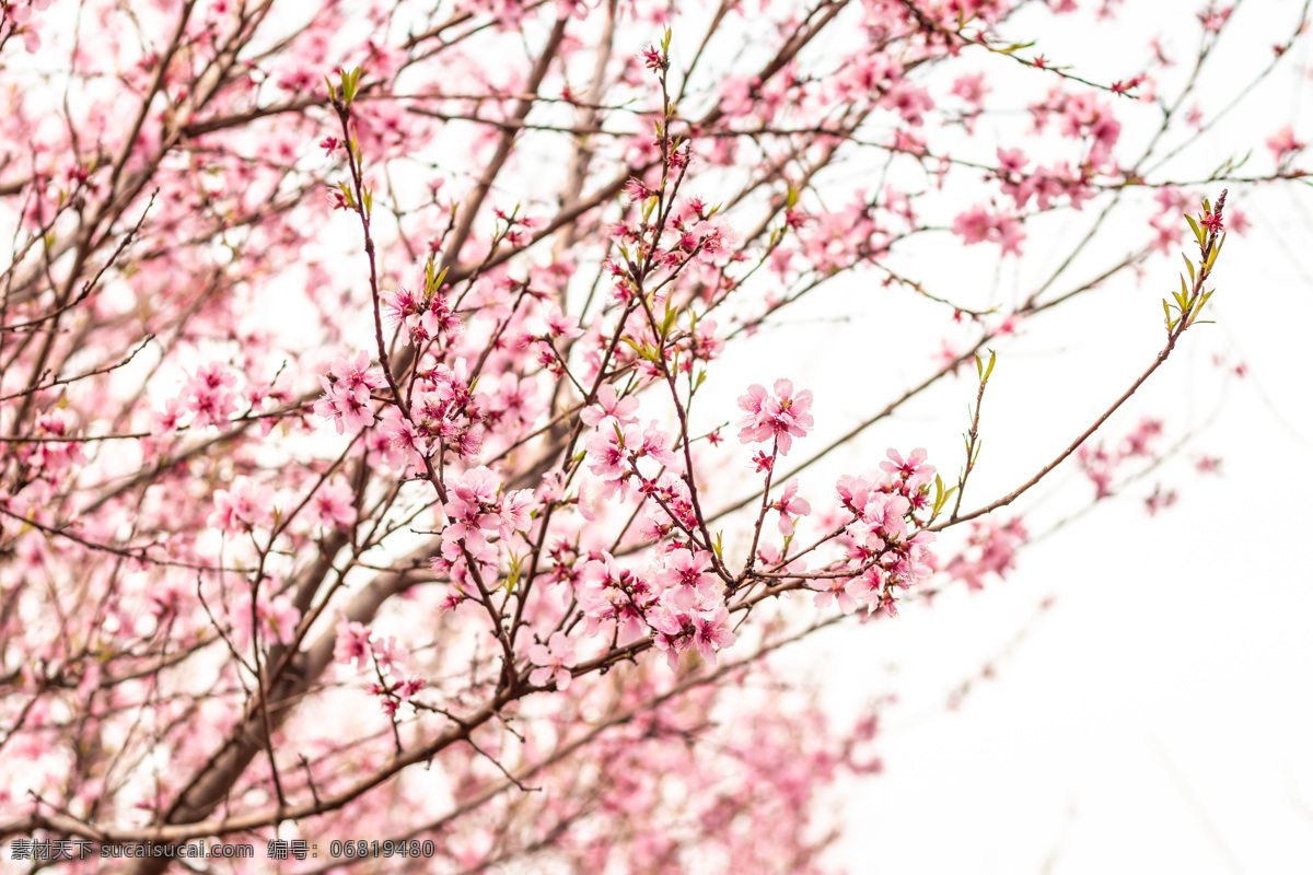 花 春天 桃树 粉桃花 盛开的桃花 美丽的桃花 春天的桃花 粉色的桃花 好看的桃花 桃花图片 桃花特写 生物世界 花草
