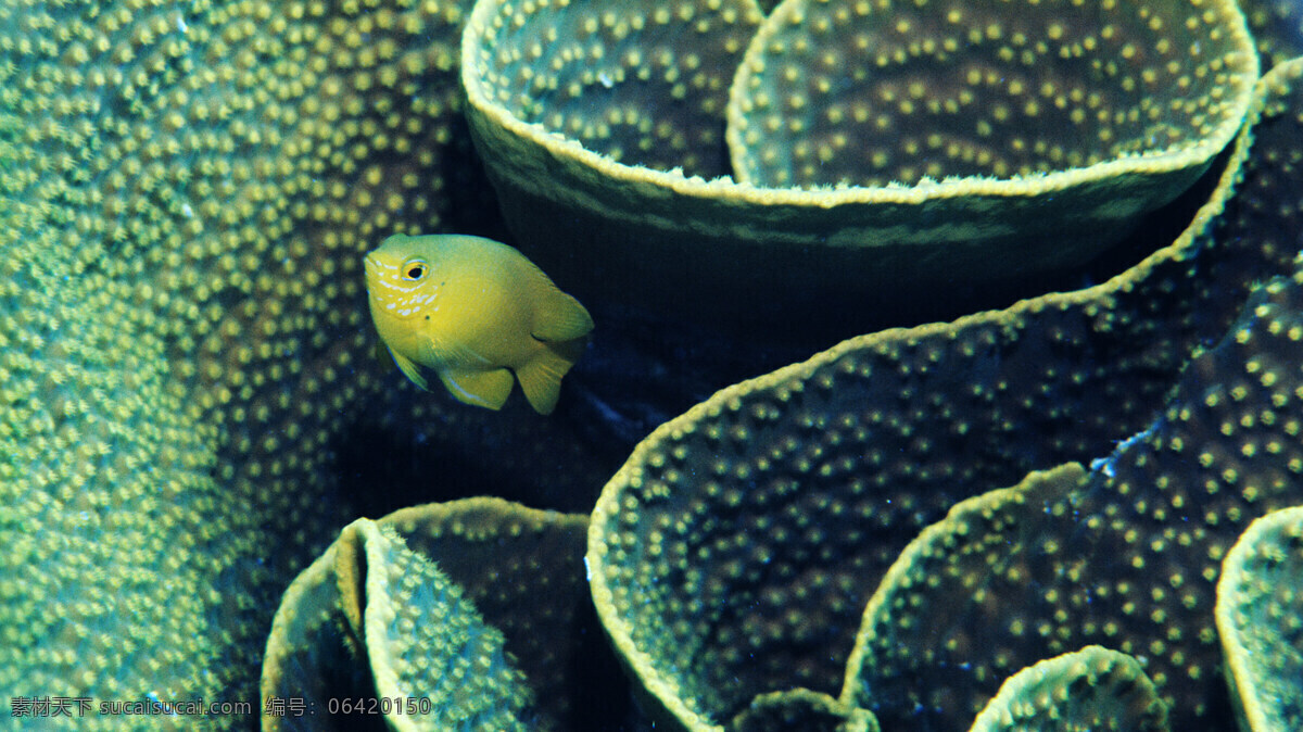 植物 海草 海底世界 海洋 海洋生物 生物 生物世界 微距 鱼类 鱼群