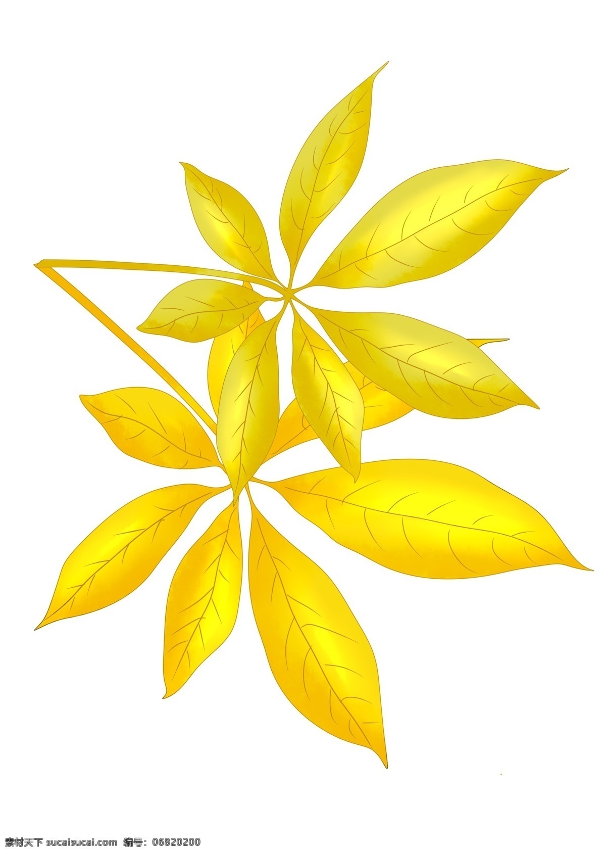 两 片 金黄色 叶子 插画 两片叶子 金黄色的叶子 树叶插画 植物叶子 树木叶子 秋冬季 落叶 黄叶