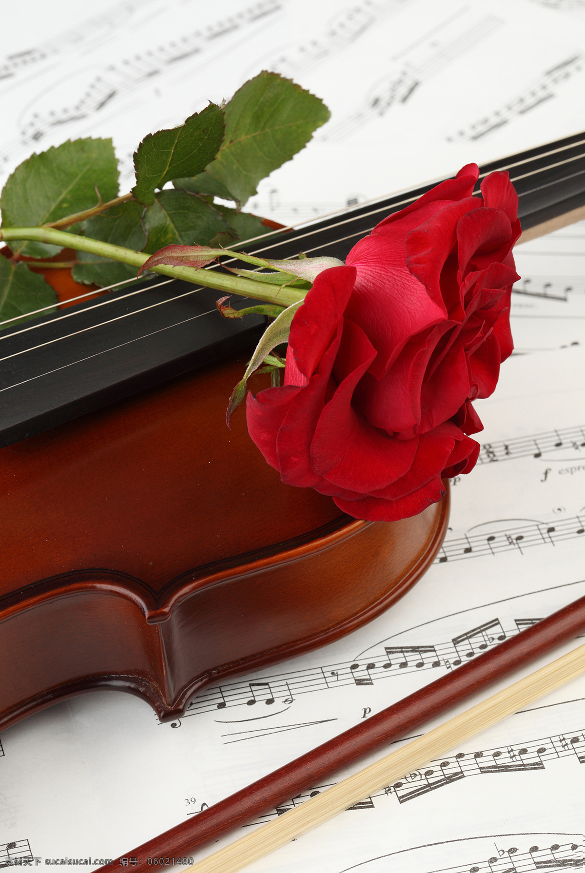 浪漫 玫瑰花 小提琴 花朵花卉 美丽花朵 鲜花乐谱 五线音谱 音乐 影音娱乐 生活百科