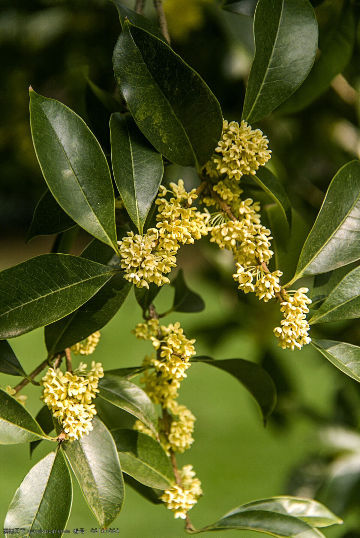桂花 金桂 银桂 桂花树 桂花枝 桂花园 生物世界 花草