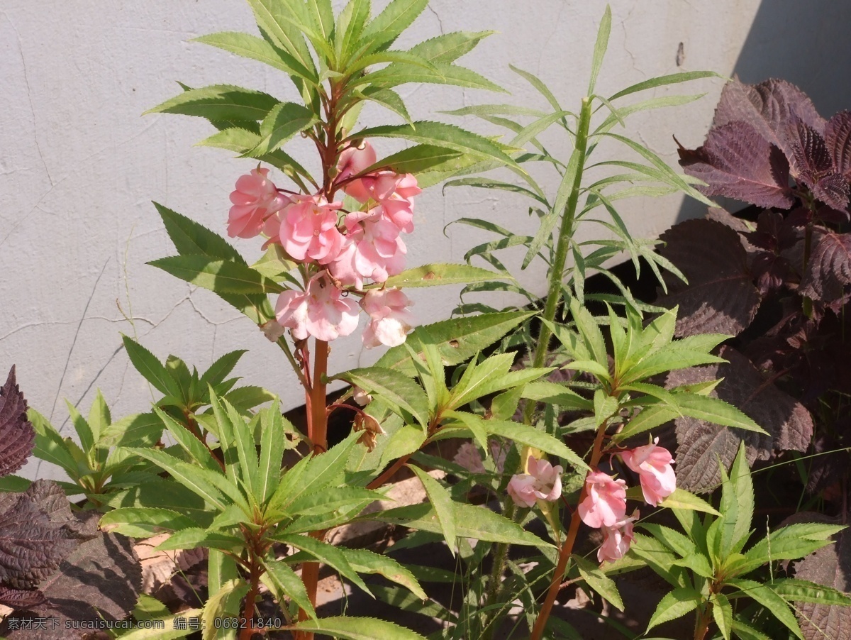 凤仙花 花卉 别名 透骨草 金凤花 洒金花 假桃花 小桃红 指甲草 粉红色 花卉系列 花草 生物世界
