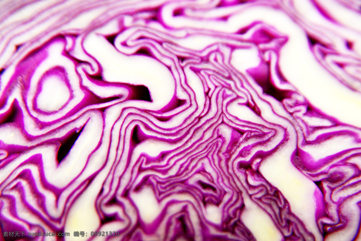紫 甘蓝 花草 生物世界 蔬菜 图案 植物 紫色 紫甘蓝 菜 风景 生活 旅游餐饮