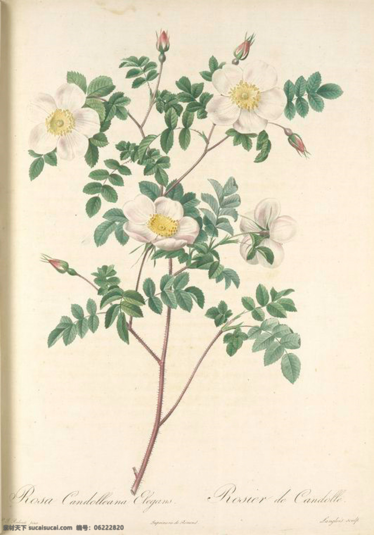 复古 油画 白色 玫瑰 花卉 花 手绘 艺术名画 植物图 文化艺术