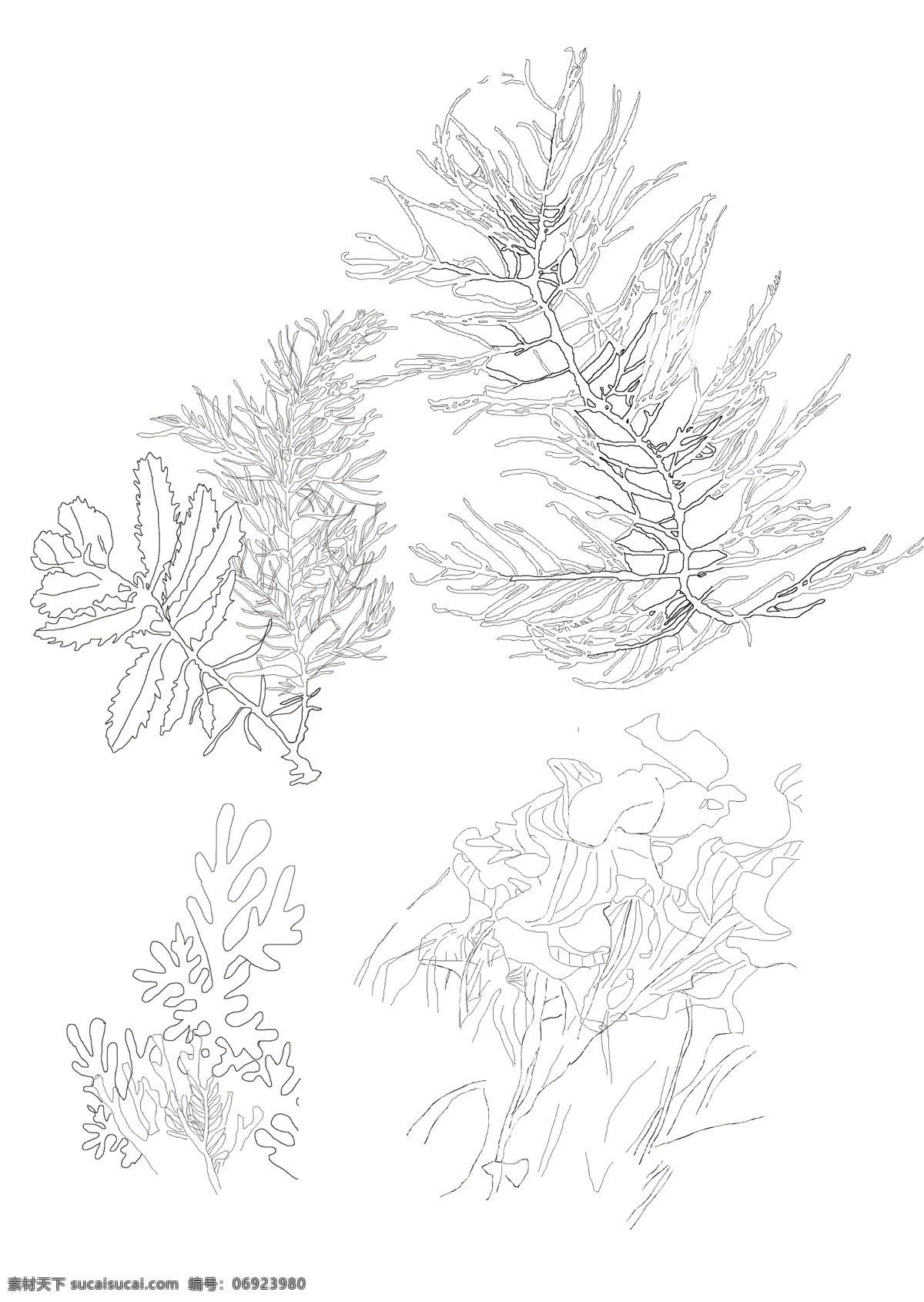 手绘海藻 手绘 海藻 植物 手绘素材 分层