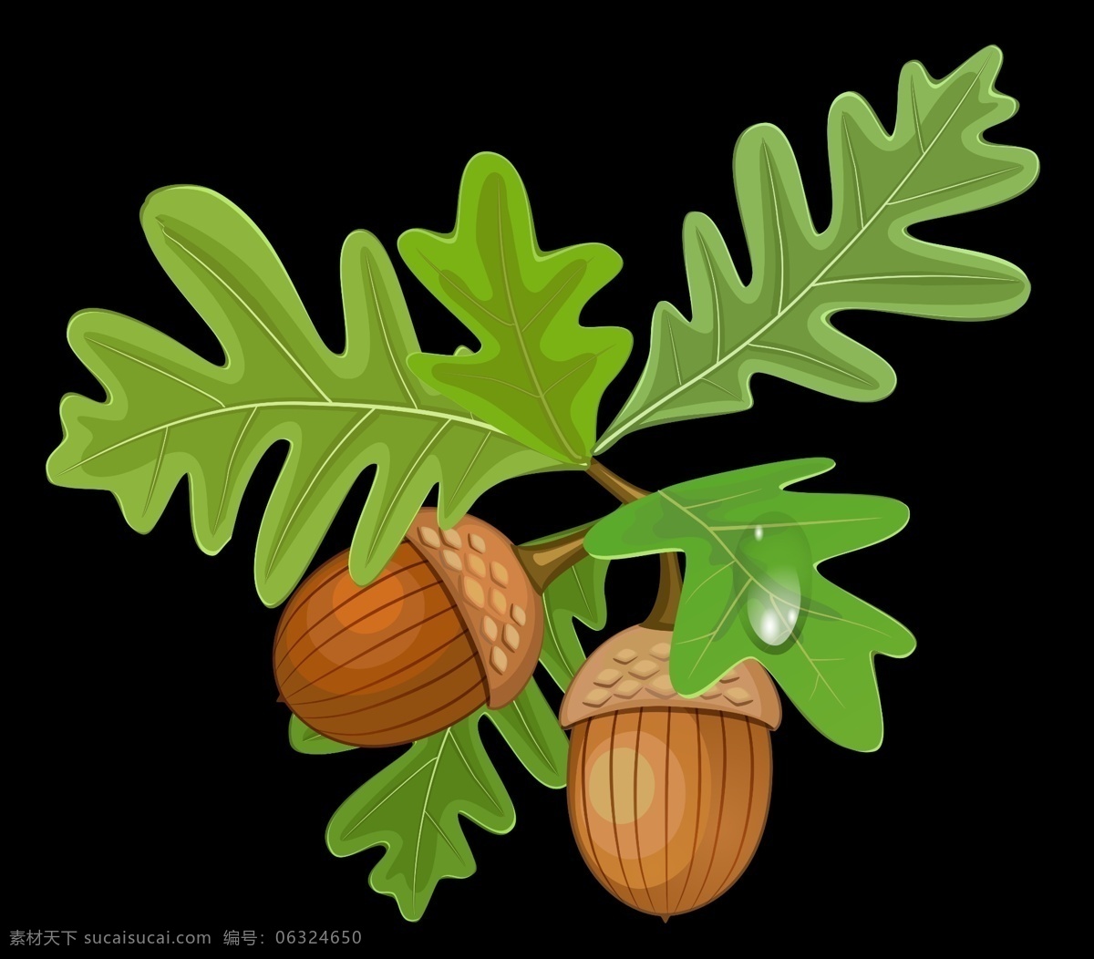 橡栗 橡子 橡实 果实 橡树 种子 橡籽 橡树果 橡树子 树种子 青橡果 橡树种子 实用性 强 生物世界 树木树叶