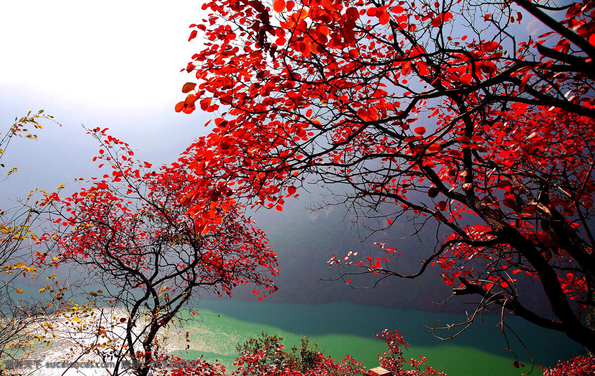 秋日红叶 风景 红叶 红树 树木 树林 山岭 江流 深秋 金秋红叶 自然景观 自然风景
