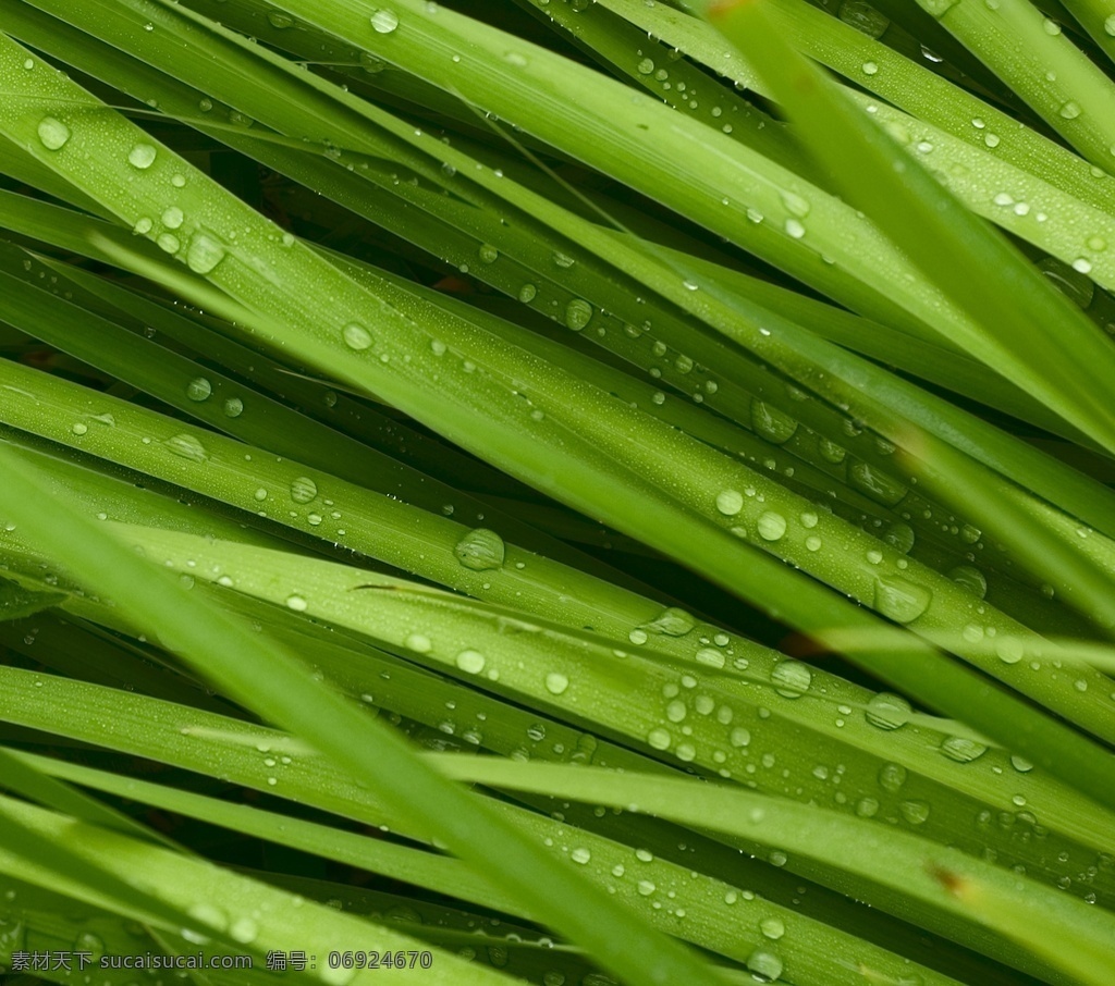 绿色清新小草 植物绿叶 水珠露珠水滴 叶子 树叶 绿叶 绿色 草丛 雨水 雨后 大自然 自然风景 风景图 自然风光 水珠 露水水珠 自然景观 山水风景