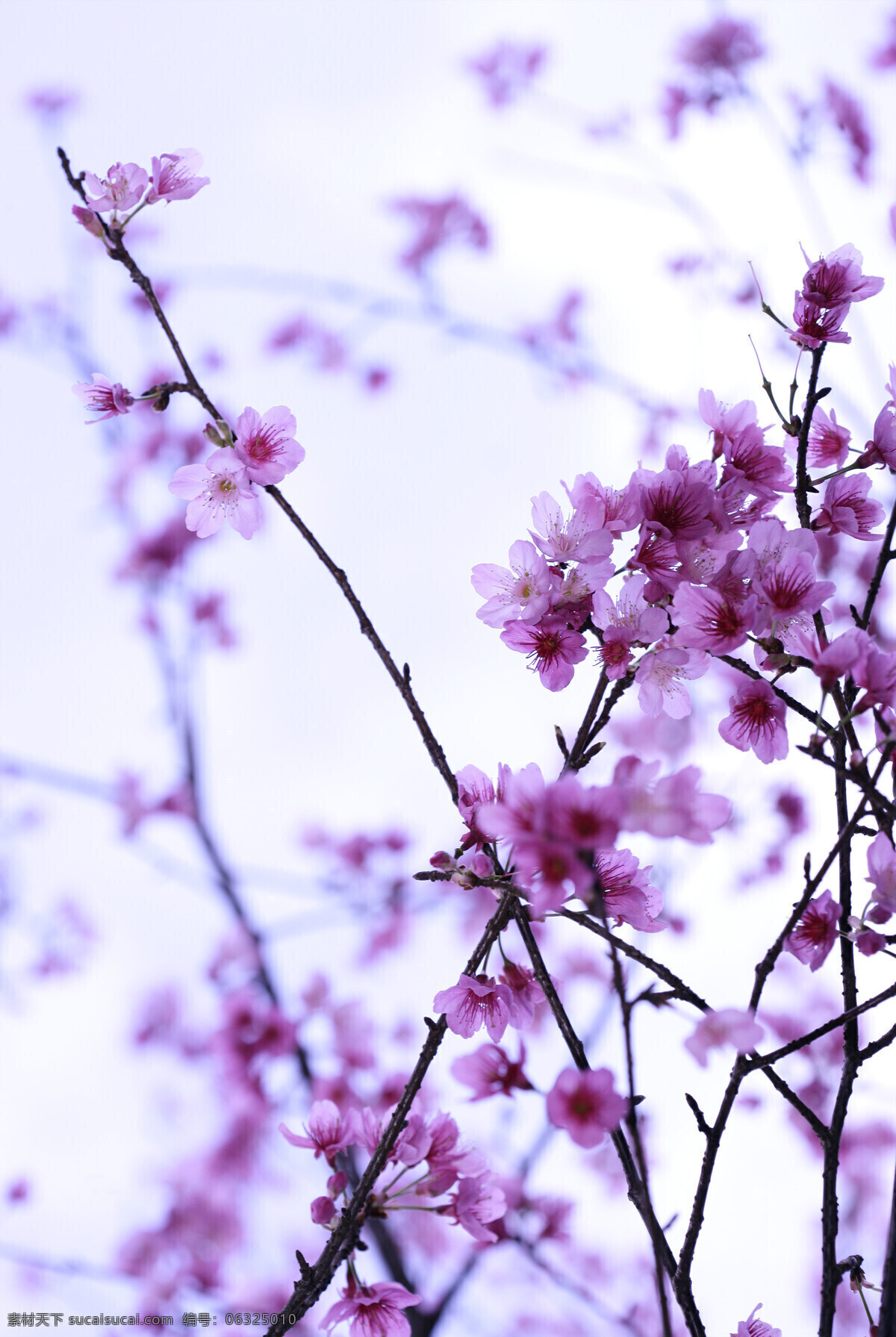 樱花 花开季节 浪漫花卉 浪漫满花 小花 紫色樱花 自然景观 自然风景 摄影图库