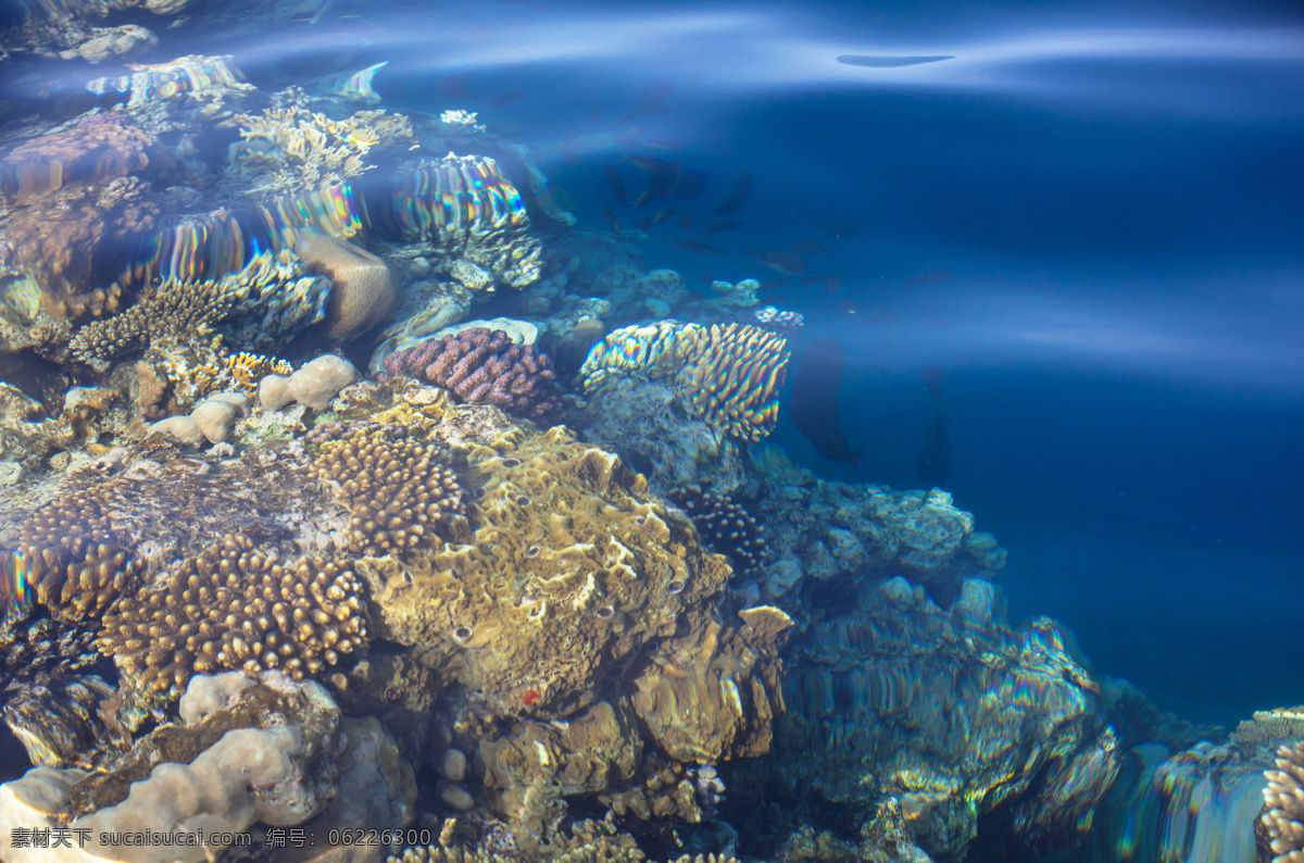 深海 里 珊瑚 鱼类动物 海底动物 海底世界 海水 海洋 鱼群 海洋海边 自然景观 蓝色