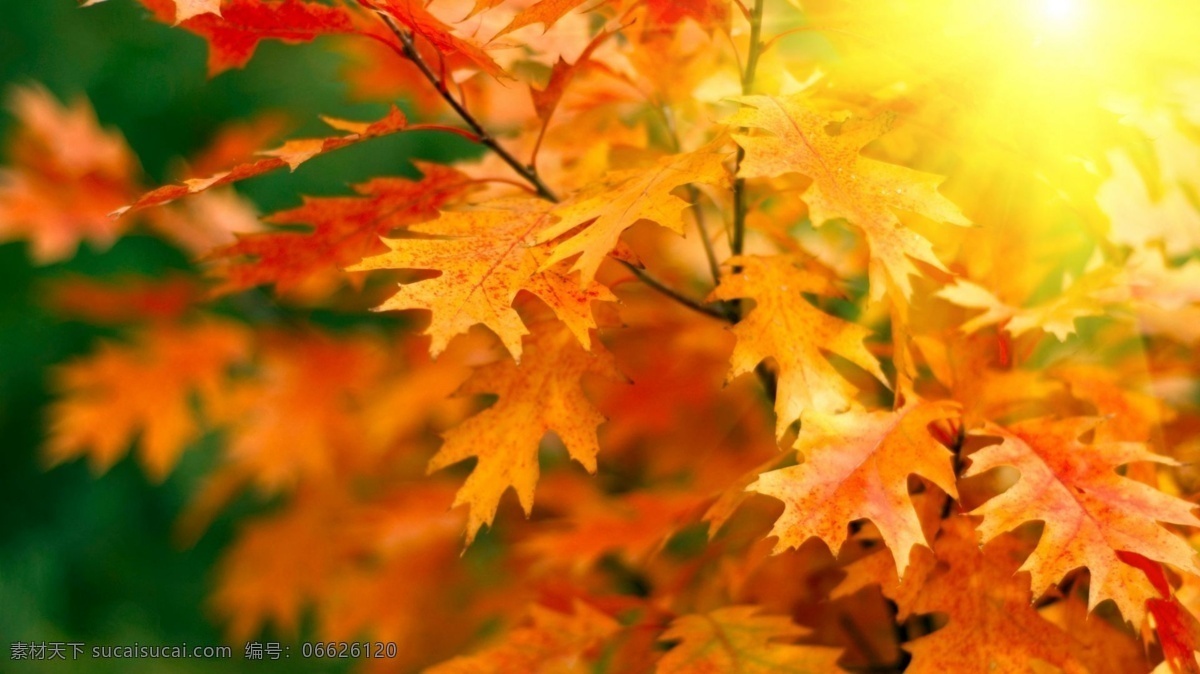 立秋 秋天 枫叶 阳光 树叶 自然景观 自然风光