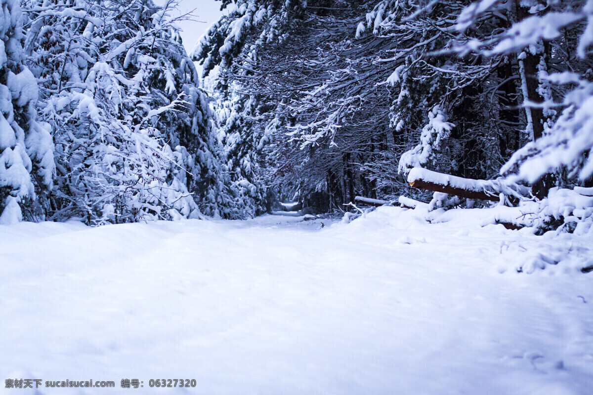 雪地 风景 冬天雪景 冬季风景 雪地风景 树林风景 自然风景 美丽风景 美景 景色 山水风景 风景图片