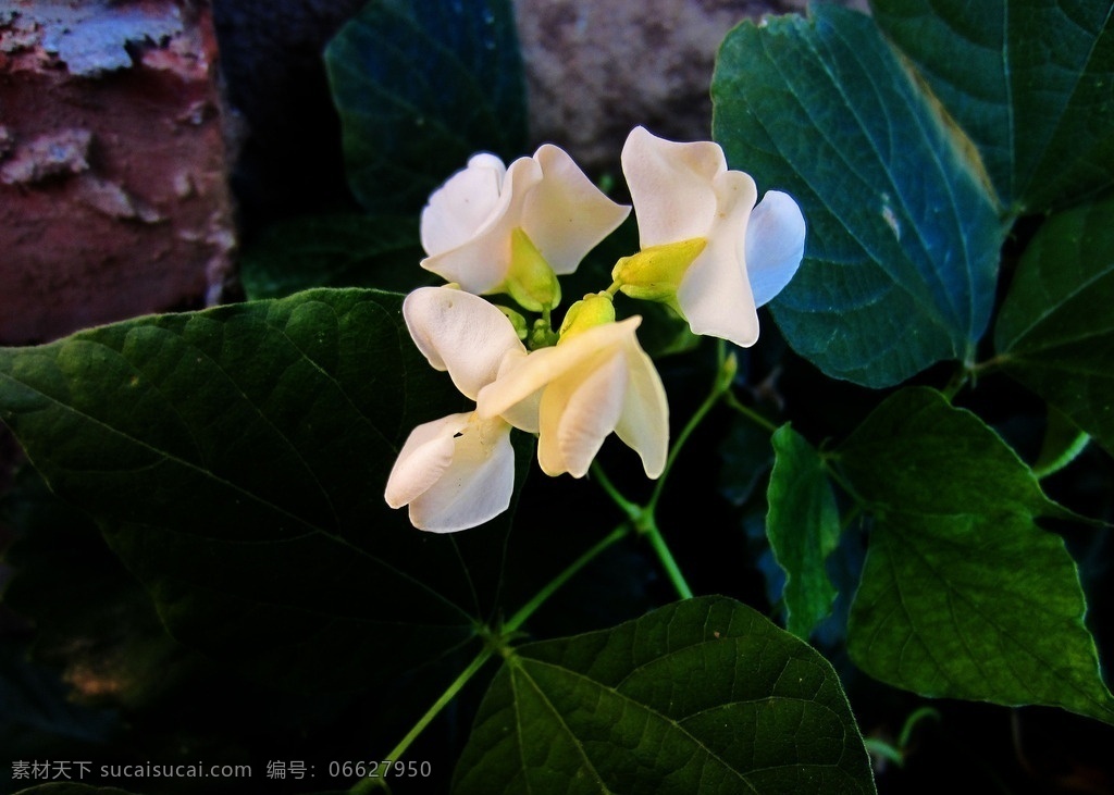 豆角花 豆角秧 豆角架 宽豆角花 扁豆花 扁豆 扁豆角 白色扁豆花 豆角叶 多姿多彩 小资女 生物世界 蔬菜