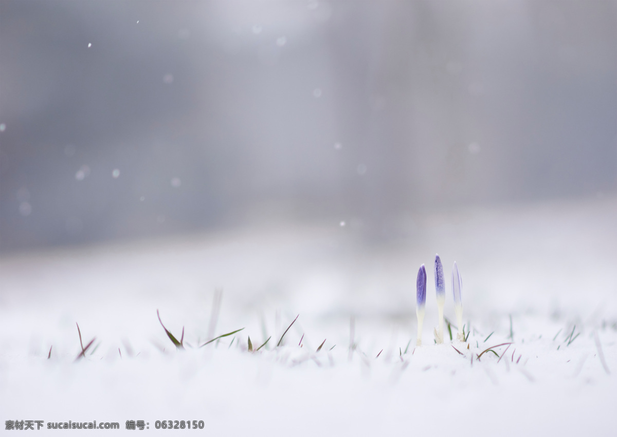 雪地 壁纸 花朵 花叶 叶子 大雪 雪花