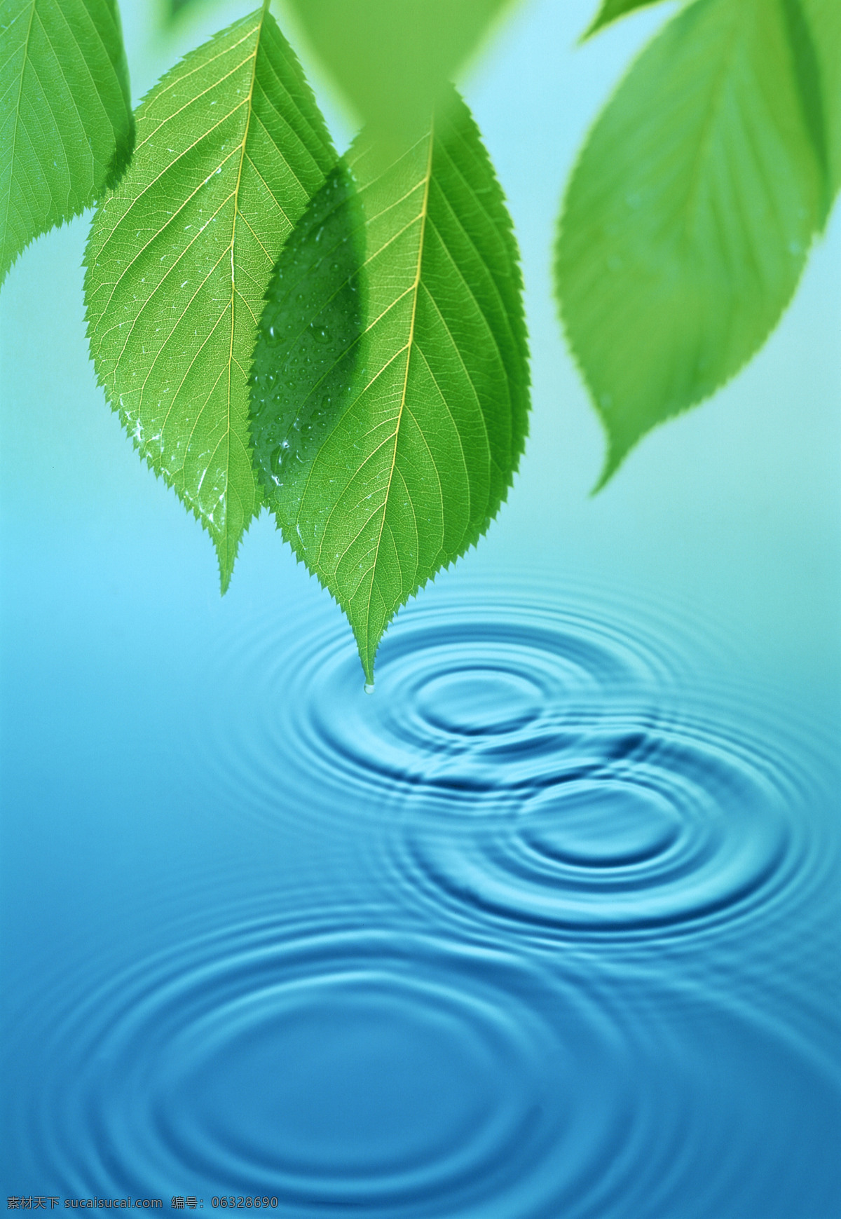 水 纹 水圈 空气 蓝色 绿色 绿叶 水滴 水纹 阳光