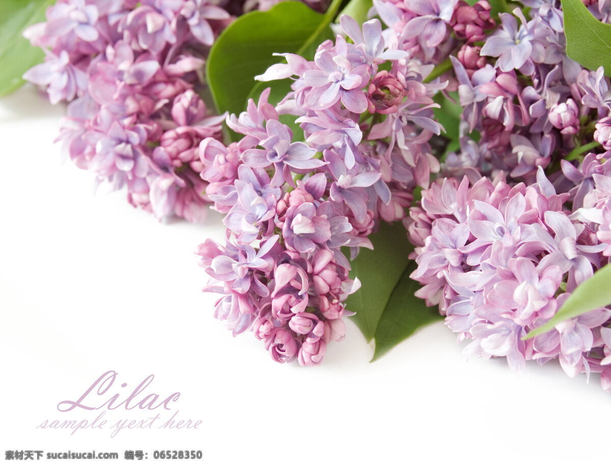 唯美紫丁香 唯美 花 植物 自然 鲜花 花朵 丁香花 紫丁香 生物世界 花草