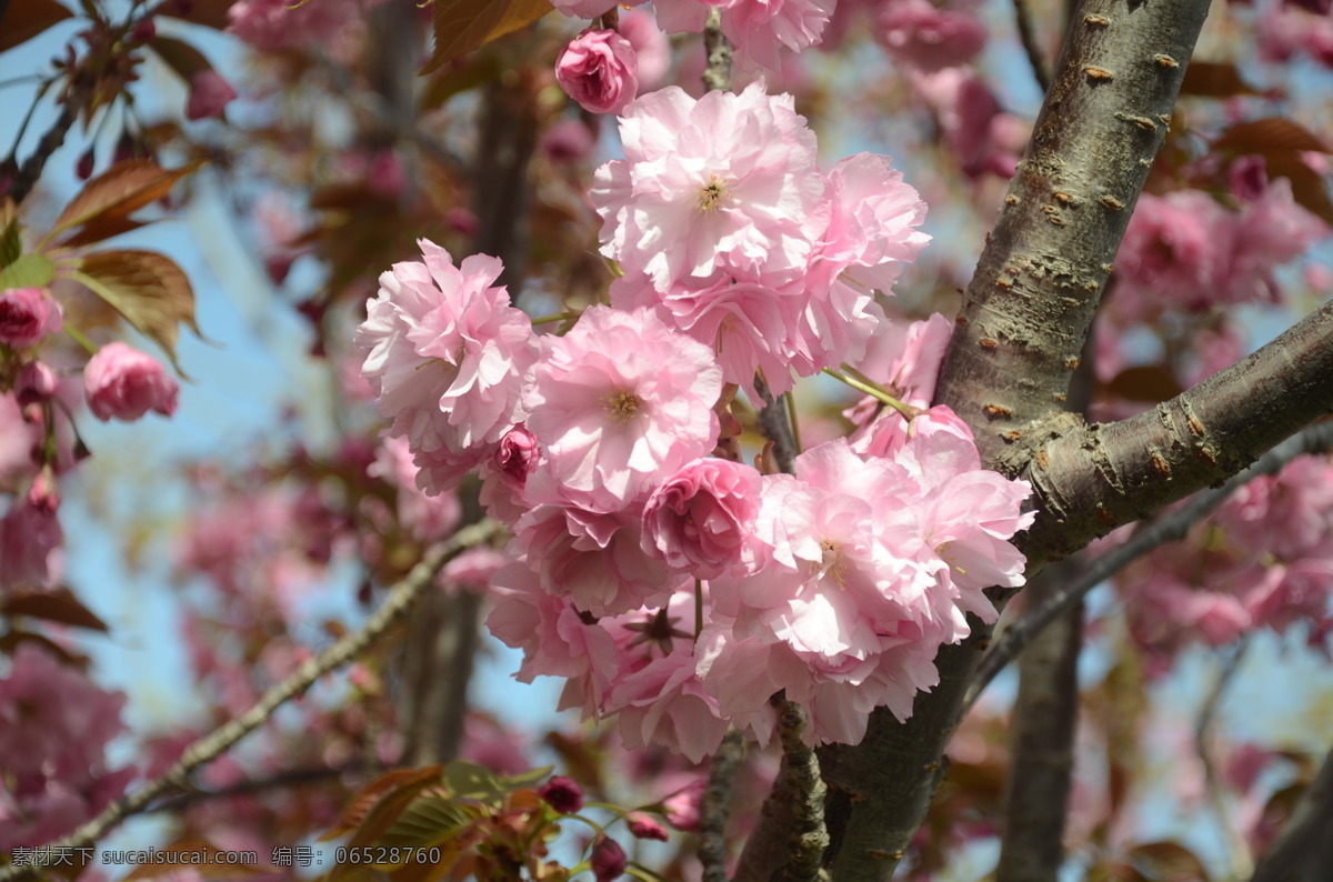 日本晚樱 花卉 大山樱 里樱 双樱 花序为 伞房总状 或近伞形 有花2至3朵 粉红色 重瓣 花卉系列 生物世界 花草