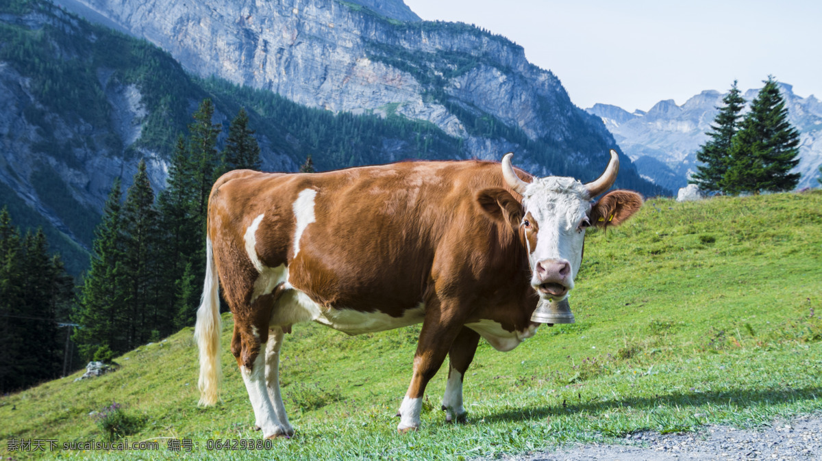 牛羊 牛群 牧场 奶牛场 农场 畜牧业 畜牧 产业 农业 生态农业 生态农场 生物世界 家禽家畜