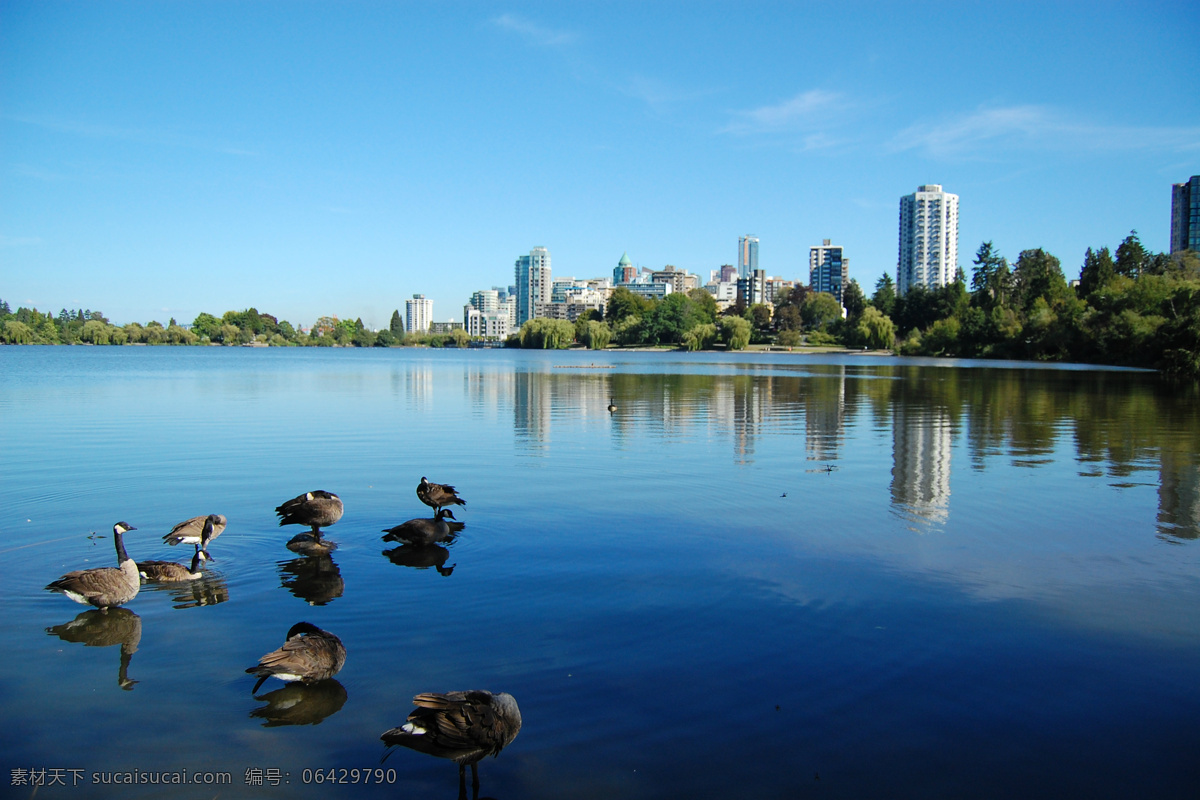 温哥华 市内 景色 公园 湖泊 水面 水鸟 树木 周边高楼 蓝天白云 景观 景点 旅游风光摄影 国外旅游 旅游摄影
