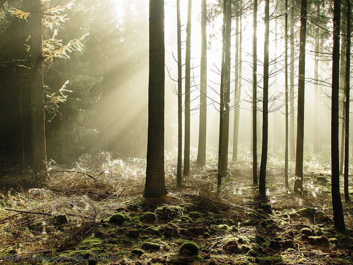 树林晨光 森林 阳光 穿透 丁达尔 雾气 朦胧 自然风景 自然景观