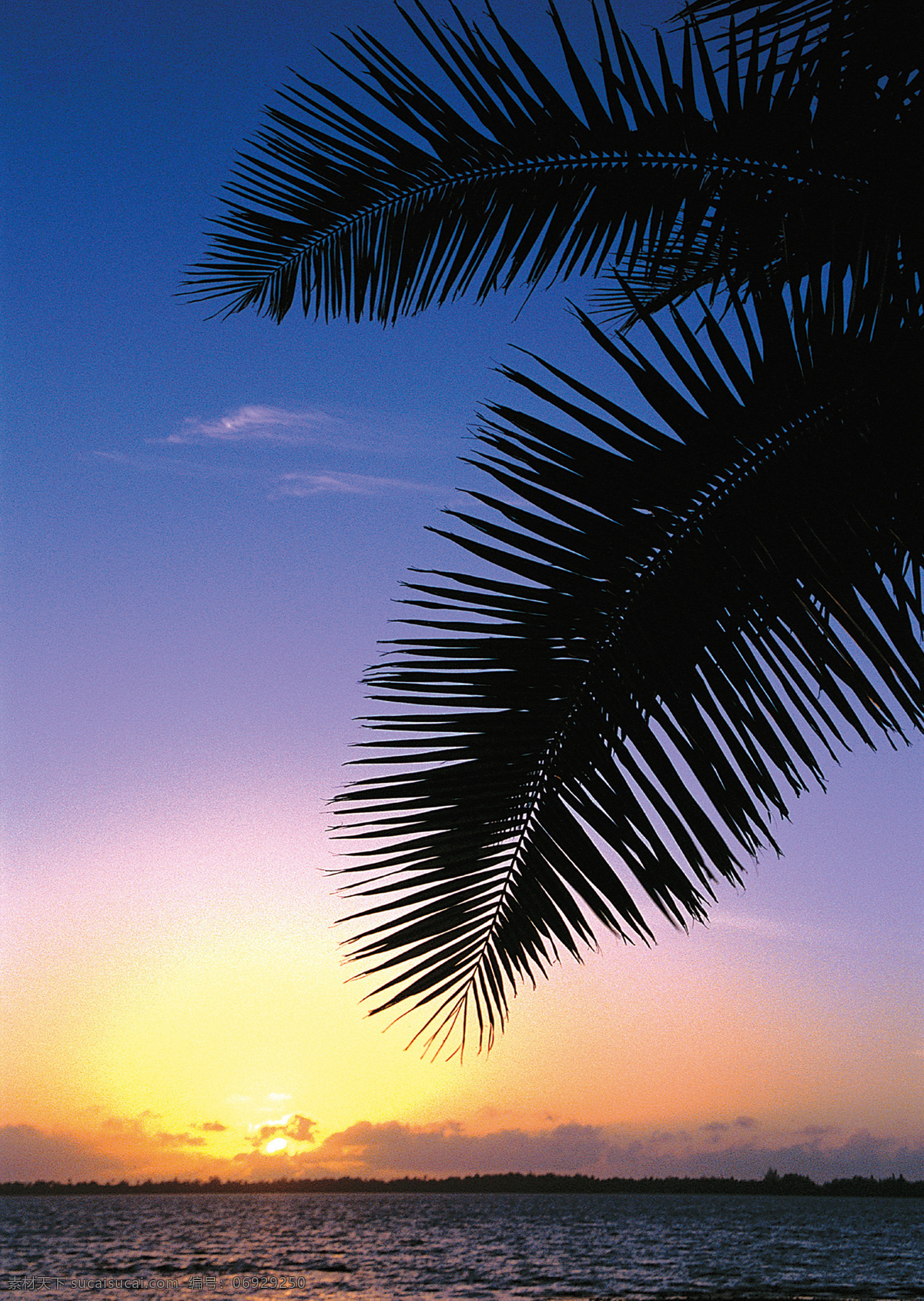 芭蕉叶 国内旅游 海边夕阳 海上 剪影 旅游摄影 日落 沙滩 夕阳 深圳 浪 骑游 艇 会 树叶 摄影图库 风景 生活 旅游餐饮