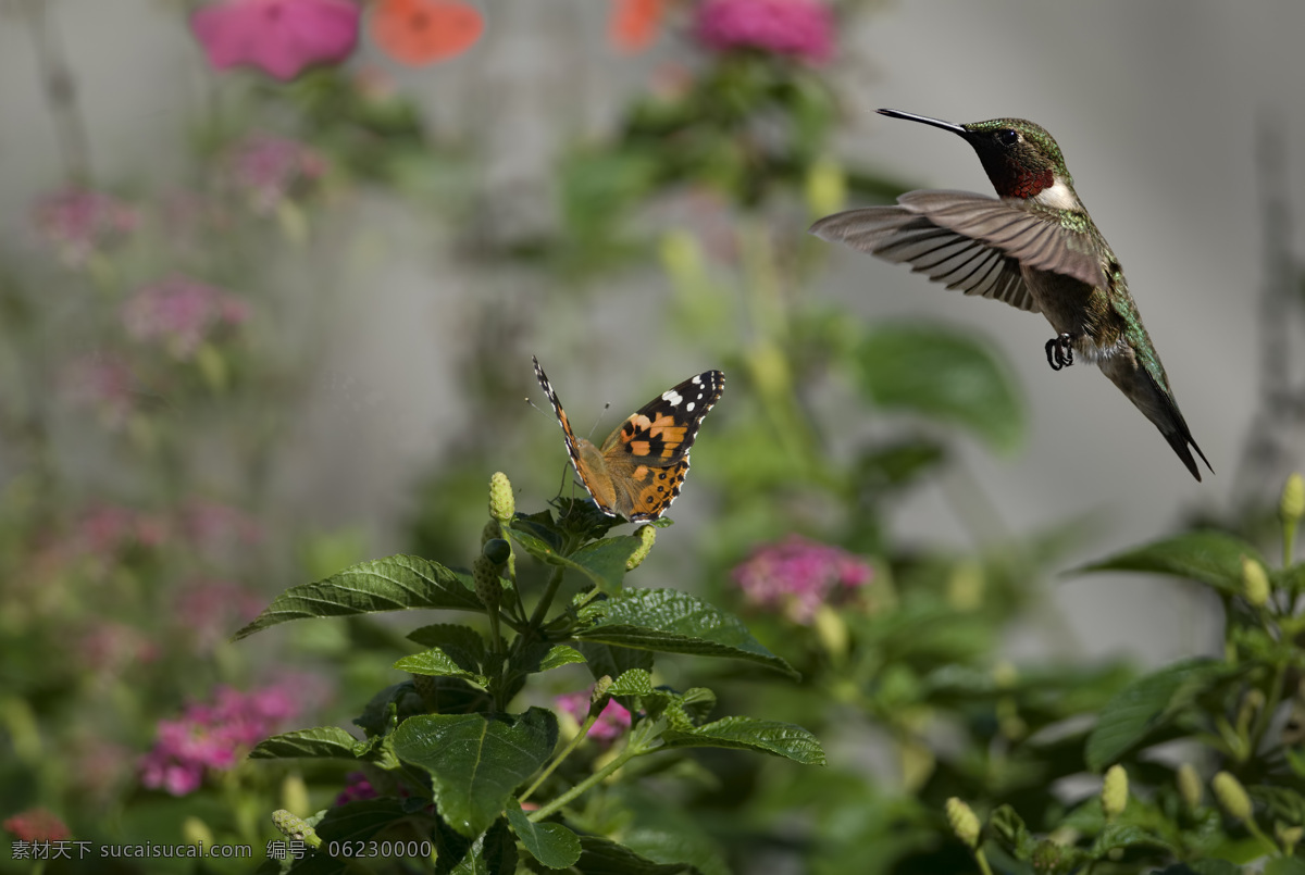 蜂鸟 鸟儿 飞翔 采蜜 鲜花 花蜜 花丛 野花 自然 精灵 美景 风景 可爱 翅膀 羽毛 鸟类 生物世界