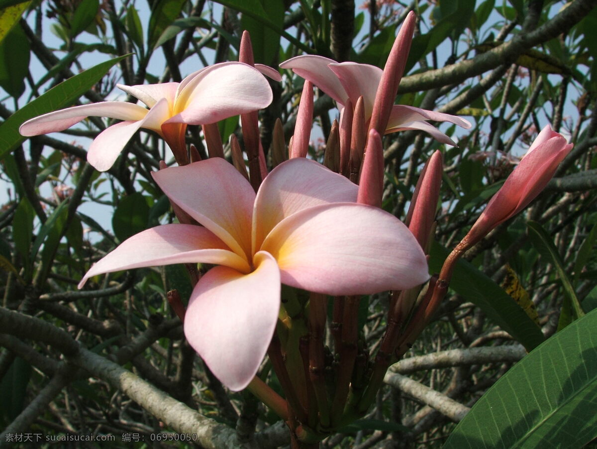 热带 植物 植物花草 植物素材 植物园 生物世界