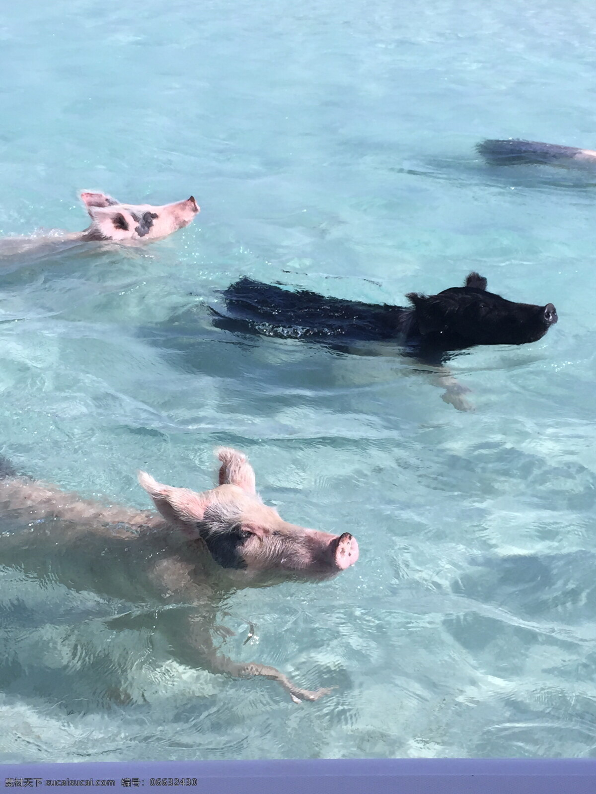 一群猪游泳 游泳的猪 猪游泳 猪图片 一群猪 游泳猪