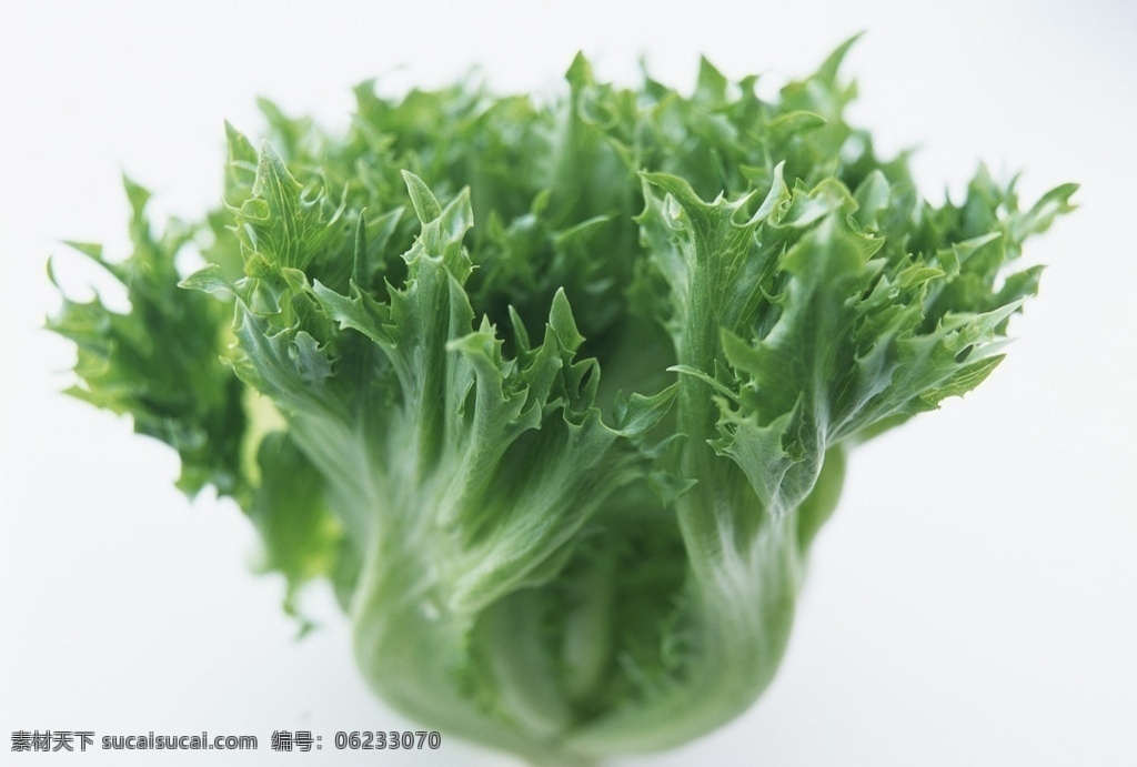 生菜 蔬菜 有机蔬菜 绿色蔬菜 农产品 菜篮子 生鲜 生物世界