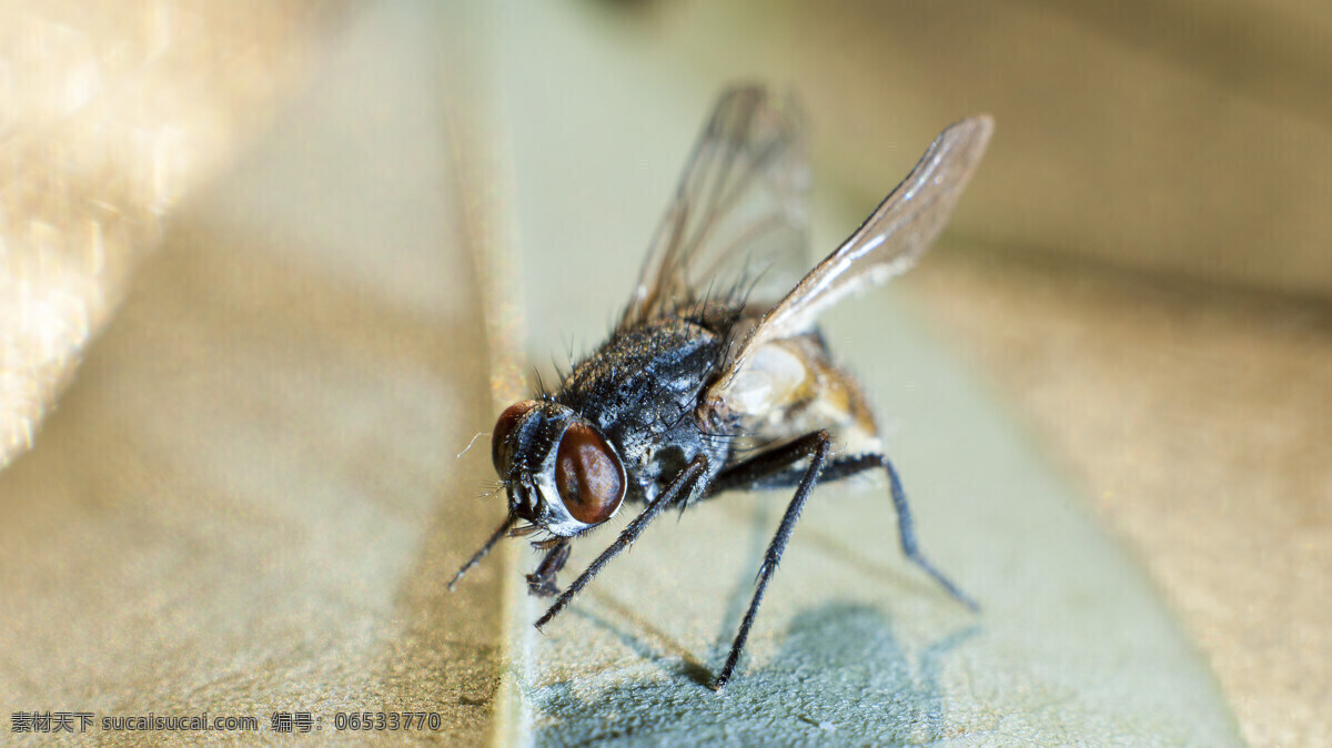 苍蝇 fly 虫 昆虫 生物世界 叶子 影子