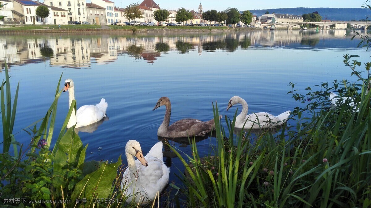 湖中的天鹅 湖水 天鹅 宁静 蓝色 湖泊 自然景观 自然风景